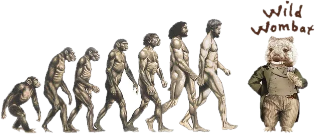 Wild Wombat drawing, the full evolution