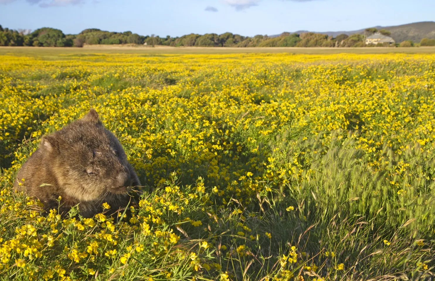 A wombat in a field of yellow wildflowers